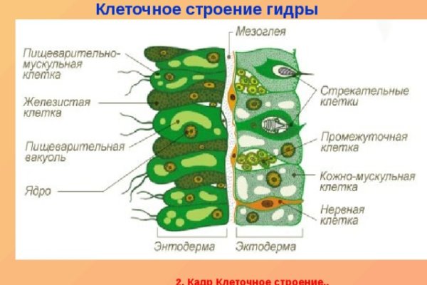 Ссылка на кракена для тора